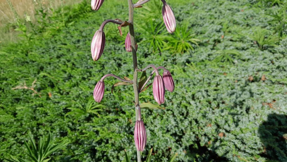 Photo of Martagon Lily (Lilium martagon) uploaded by Lucius93