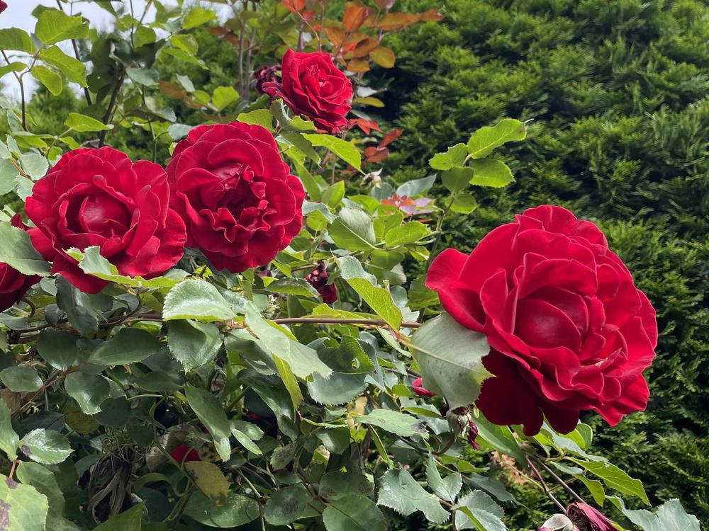 Photo of Rose (Rosa 'Don Juan') uploaded by Newgreen