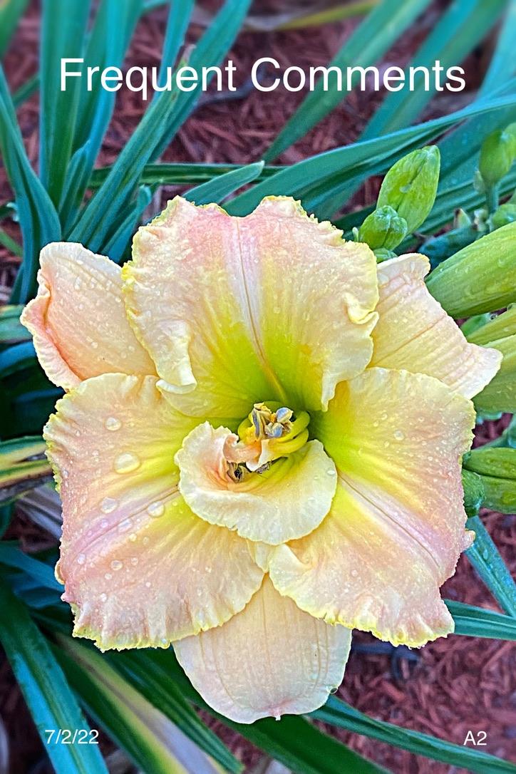Photo of Daylily (Hemerocallis 'Frequent Comment') uploaded by Steve4675