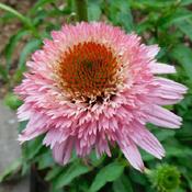 Coneflower (Echinacea Cone-fections™ Butterfly Kisses)