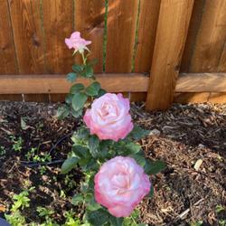 Location: Colorado Springs 
Date: 2023-07-16
My favorite rose in the garden. Smells heavenly.