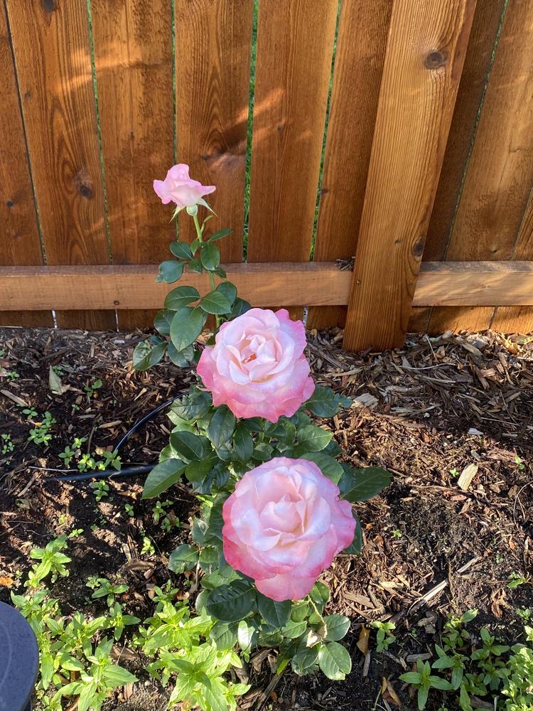 Photo of Rose (Rosa 'Crescendo') uploaded by bebe62