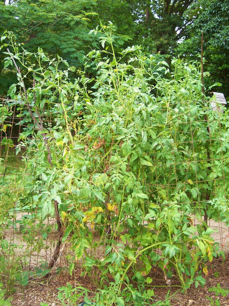Photo of Tomato (Solanum lycopersicum 'Giant Tree') uploaded by farmerdill