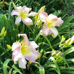 Location: My garden - Chicago area
Date: 2023-07-17
one of my favorite daylilies