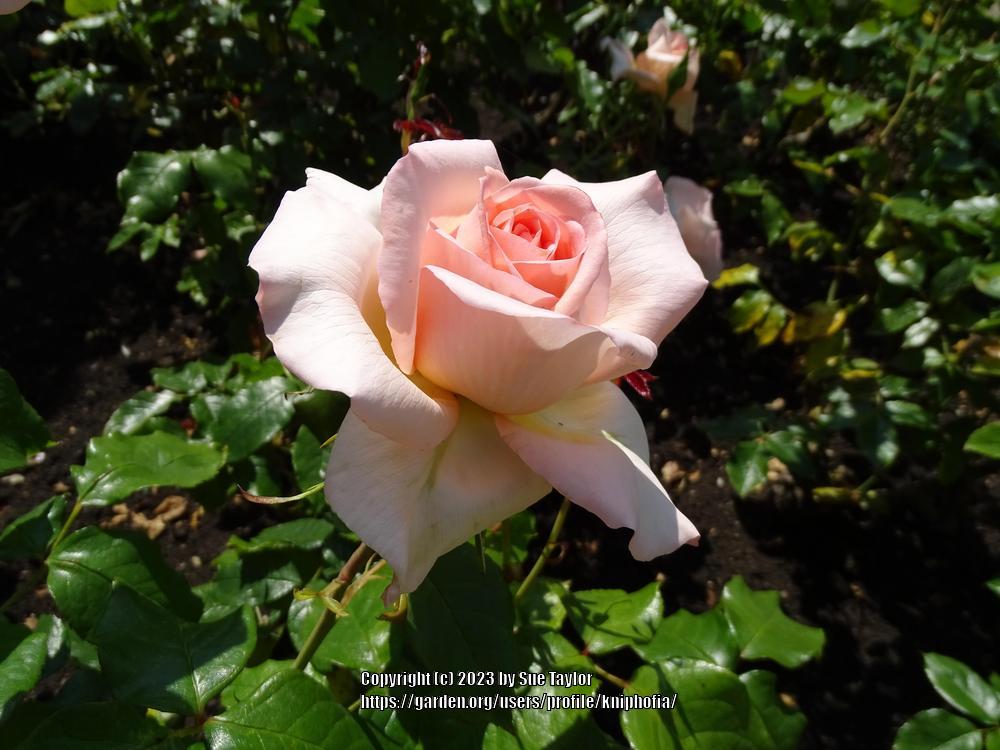 Photo of Hybrid Tea Rose (Rosa 'Chandos Beauty') uploaded by kniphofia