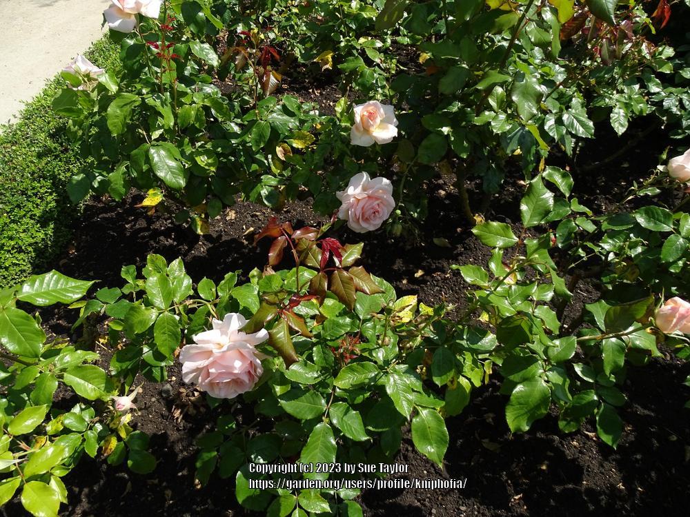 Photo of Hybrid Tea Rose (Rosa 'Chandos Beauty') uploaded by kniphofia