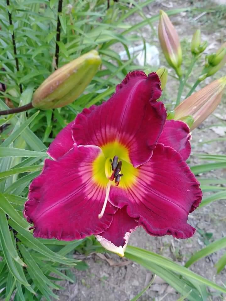 Photo of Daylily (Hemerocallis 'Joan Derifield') uploaded by pixie62560