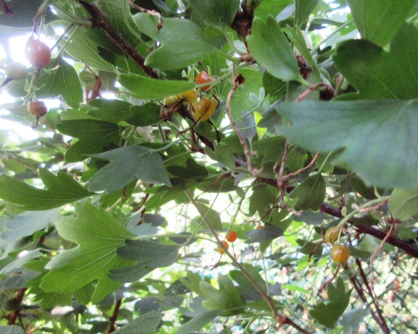 Photo of Golden Currant (Ribes aureum) uploaded by janelp_lee