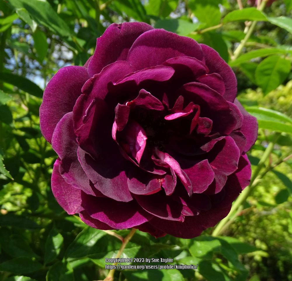 Photo of Rose (Rosa 'Burgundy Iceberg') uploaded by kniphofia