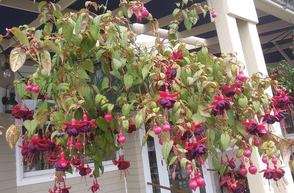 Photo of Fuchsias (Fuchsia) uploaded by purpleinopp