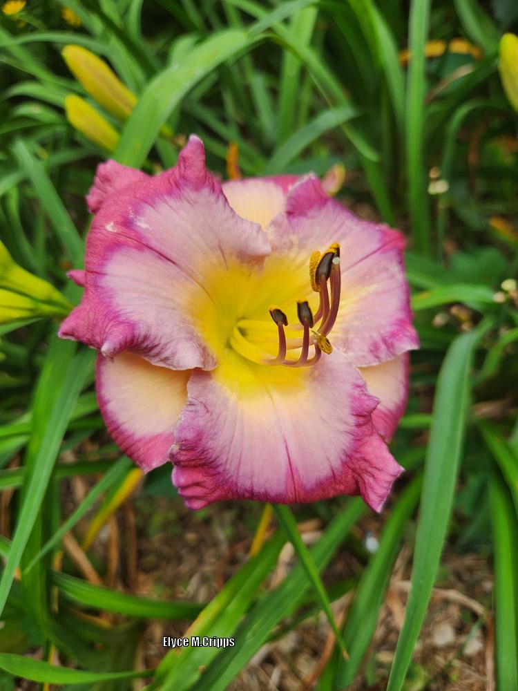 Photo of Daylily (Hemerocallis 'Nature's Crystal Sea') uploaded by ElyceC