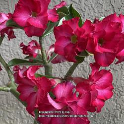 Location: My garden in Tampa, Florida
Date: 2023-07-19
My grafted desert rose in full show of blooms!