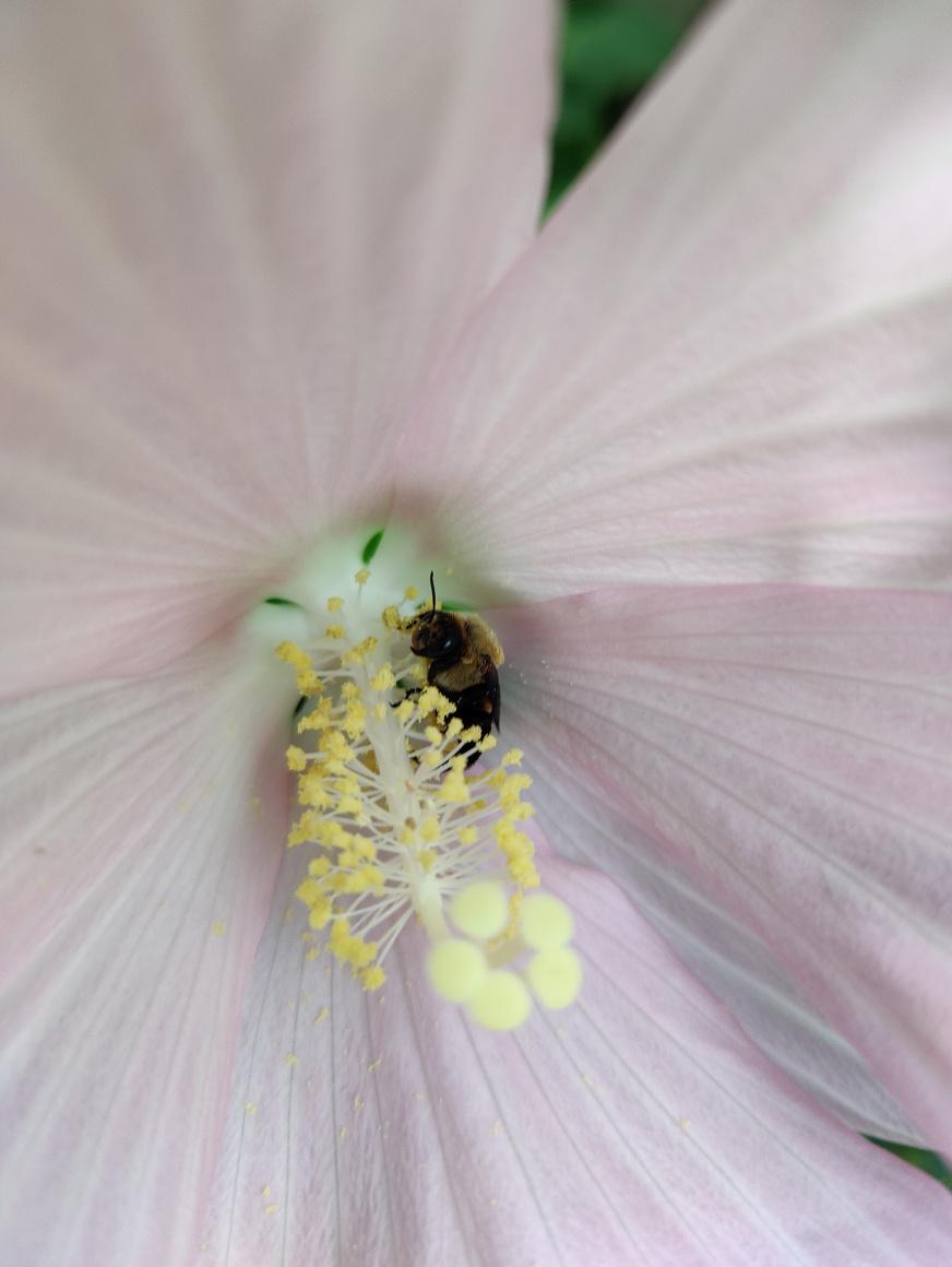 Photo of Hardy Hibiscus (Hibiscus moscheutos subsp. moscheutos) uploaded by UrbanWild