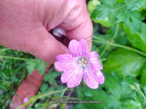 Thumb of 2023-07-19/ishareflowers/c20168