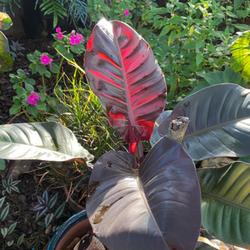 Location: Winter Springs, FL zone 9b
Date: 2023-07-17
Philodendron Black Cardinal