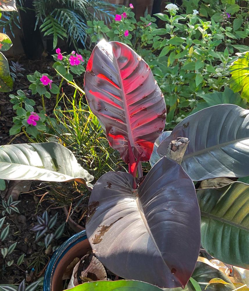 Photo of Blushing Philodendron (Philodendron Prismacolor™ Pop Art) uploaded by sunkissed