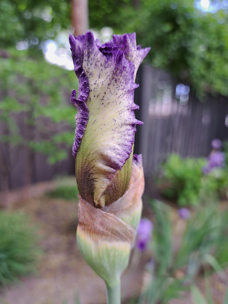 Photo of Tall Bearded Iris (Iris 'Lavender Stardust') uploaded by AndreaBalazs