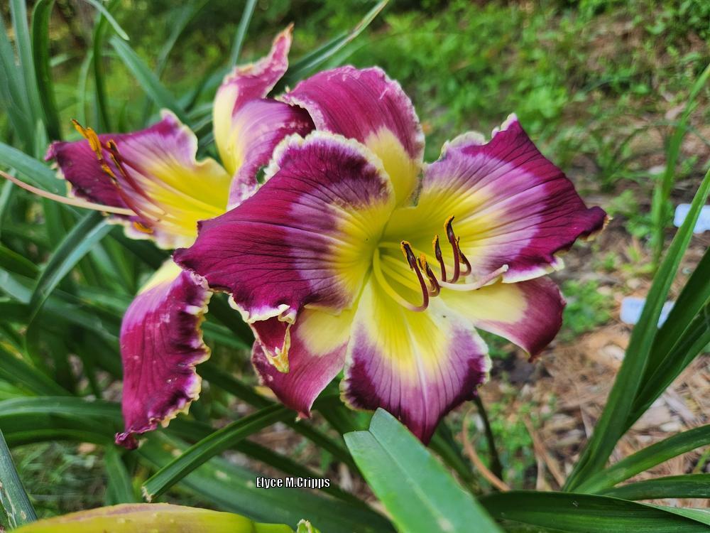 Photo of Daylily (Hemerocallis 'For Better for Worse') uploaded by ElyceC