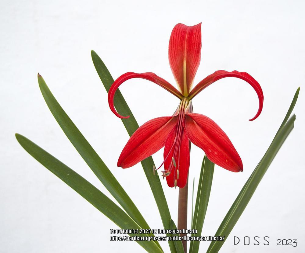 Photo of Aztec Lily (Sprekelia formosissima) uploaded by Huertayjardineria