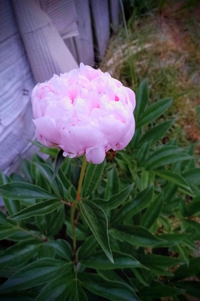 Photo of Chinese Peony (Paeonia lactifora 'Mrs. Franklin D. Roosevelt') uploaded by JayZeke