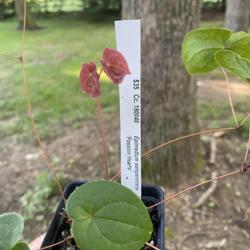 Location: Litchfield, NH
Date: 2023-07-20
New growth (red) with older leaves