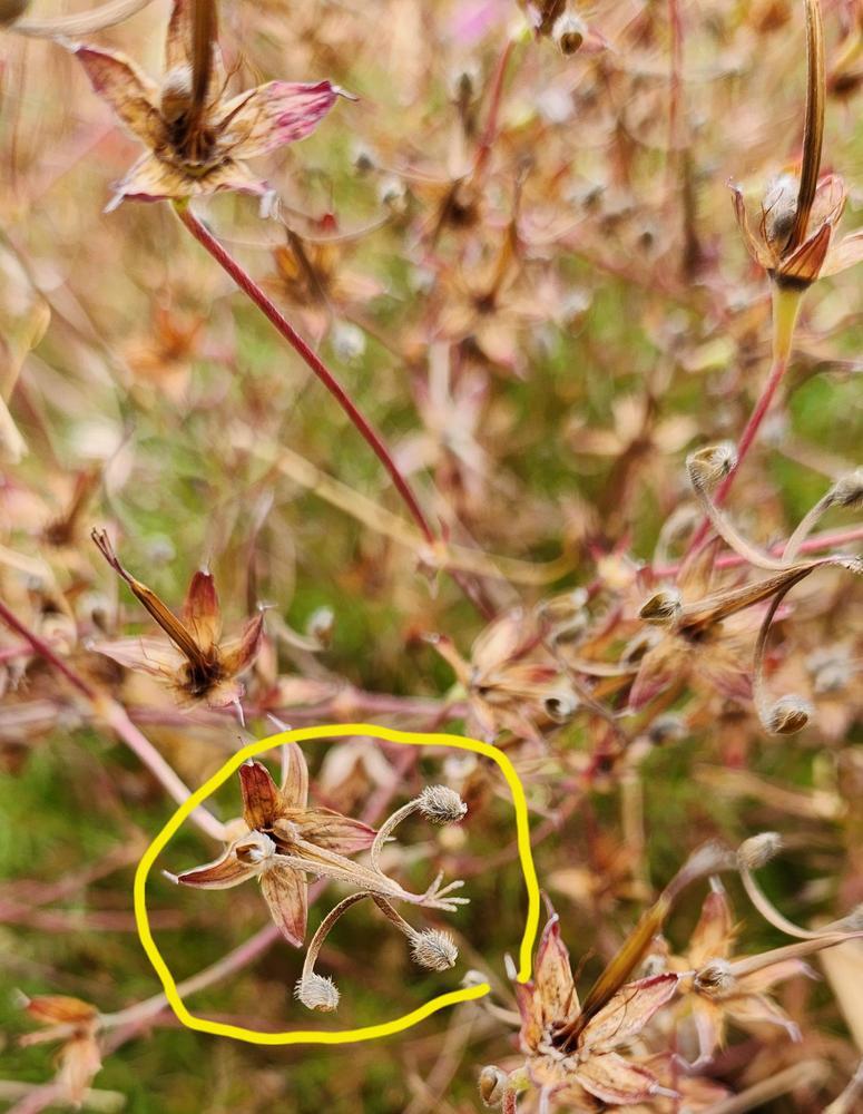 Photo of Carpet Geranium (Geranium incanum) uploaded by PotEmUp