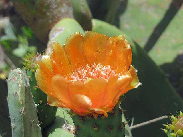 Photo of Indian Fig (Opuntia ficus-indica) uploaded by RuuddeBlock