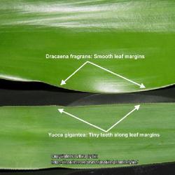 Location: Sebastian,  Florida
Date: 2023-07-21
Close up showing the differences in leaf margins of D. fragrans a