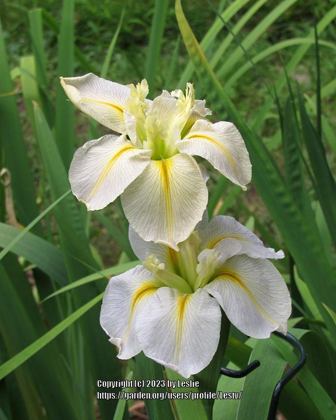 Photo of Louisiana Iris (Iris 'Starlite Starbrite') uploaded by Lestv