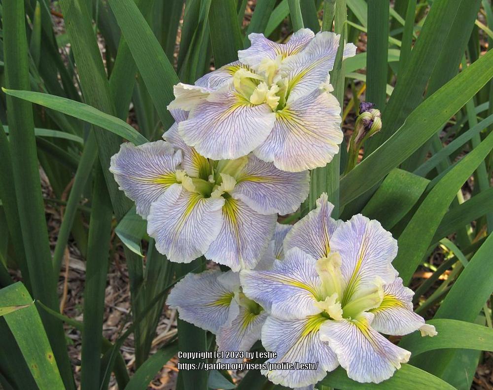 Photo of Louisiana Iris (Iris 'Nadine Sarah') uploaded by Lestv