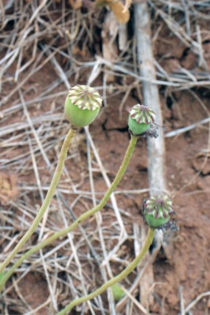 Photo of Field Poppy (Papaver rhoeas) uploaded by RuuddeBlock