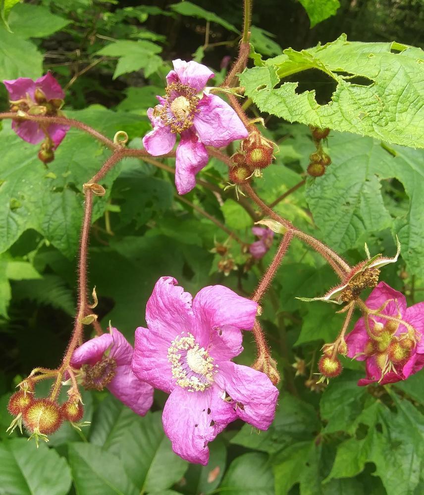 Photo of Purple-flowering raspberry (Rubus odoratus) uploaded by purpleinopp