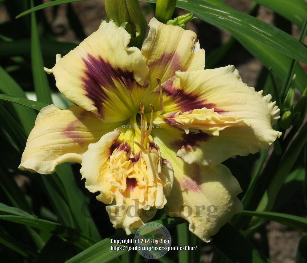 Photo of Daylily (Hemerocallis 'Sculpted Ribbon Candy') uploaded by Char