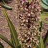 Pineapple lily # 244 nn; MBG, " Genus name comes from the Greek w