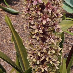 Pineapple lily # 244 nn; MBG, " Genus name comes from the Greek w