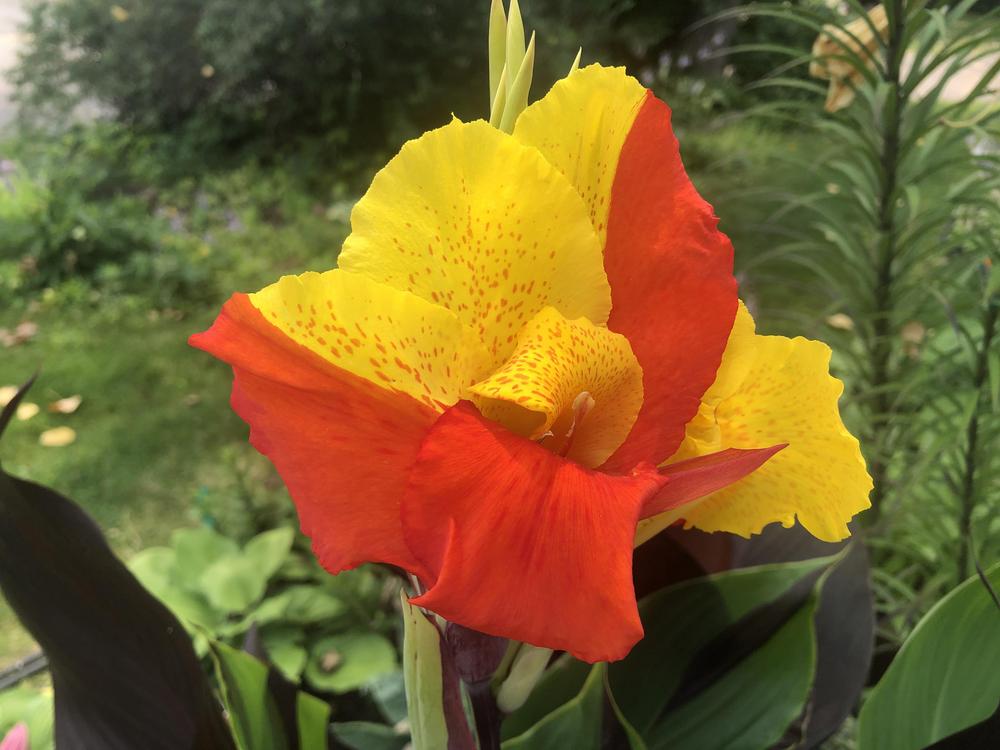 Photo of Canna Lily (Canna 'Yellow King Humbert') uploaded by crawgarden