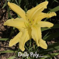 Location: Downers Grove, IL
Date: 2023-07-18
Dolly Polly