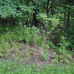 Location: Birdsboro, Pennsylvania at the Daniel Boone Homestead
Date: 2023-07-21
wild colony in well-drained, neutral soil near American Basswood 