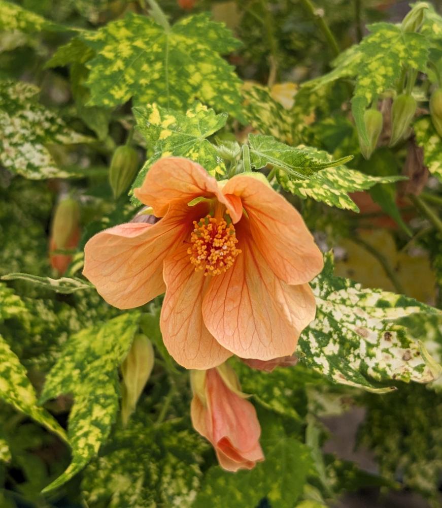 Photo of Flowering Maple (Callianthe megapotamica 'Variegated Apricot') uploaded by Joy