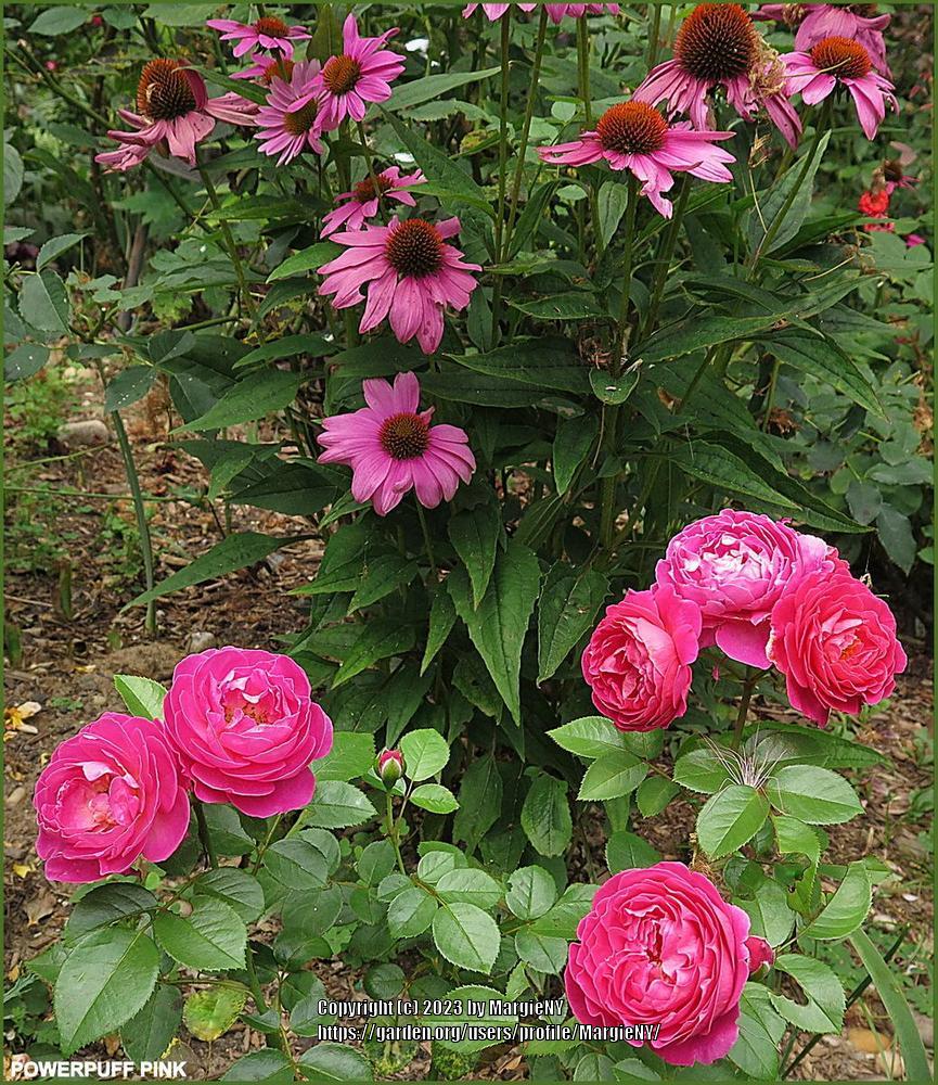 Photo of Floribunda Rose (Rosa 'PowerPuff Pink') uploaded by MargieNY