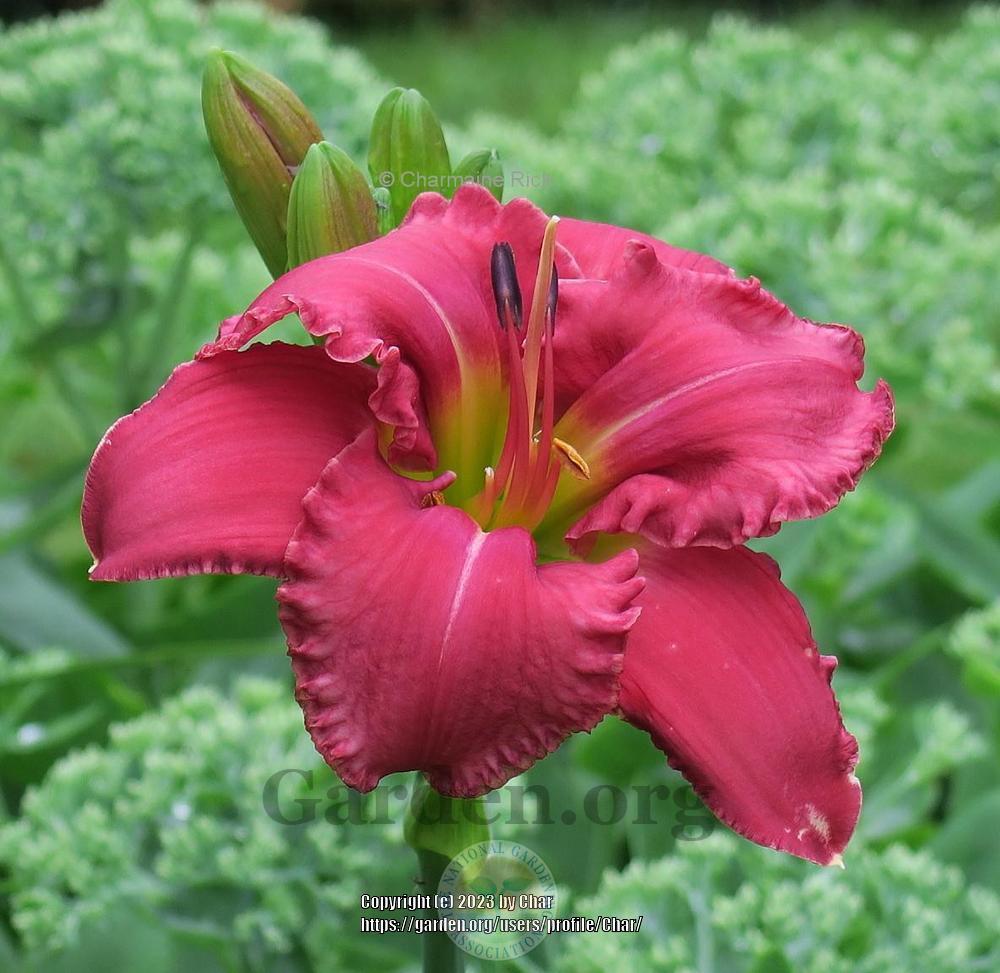 Photo of Daylily (Hemerocallis 'Cranky Rooster') uploaded by Char