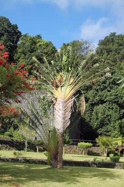 Photo of Travelers Palm (Ravenala madagascariensis) uploaded by RuuddeBlock