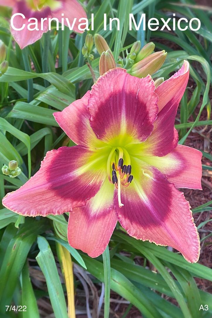 Photo of Daylily (Hemerocallis 'Carnival in Mexico') uploaded by Steve4675