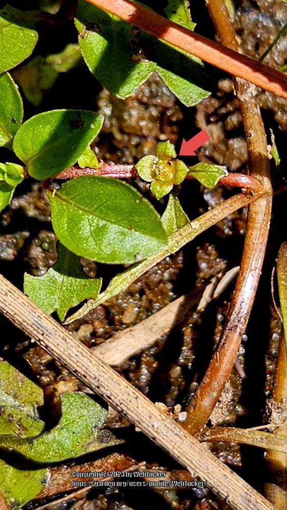 Photo of Water Primrose (Ludwigia palustris) uploaded by WebTucker