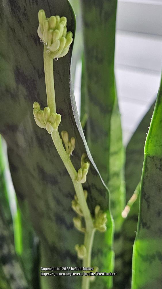Photo of Snake Plant (Dracaena trifasciata) uploaded by WebTucker