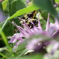 Location: Whitesboro, NY (Utica area)
Date: 2023-07-25
bee on bee balm close up