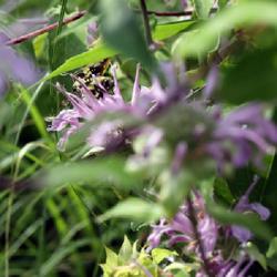 Location: Whitesboro, NY (Utica area)
Date: 2023-07-25
bee on bee balm