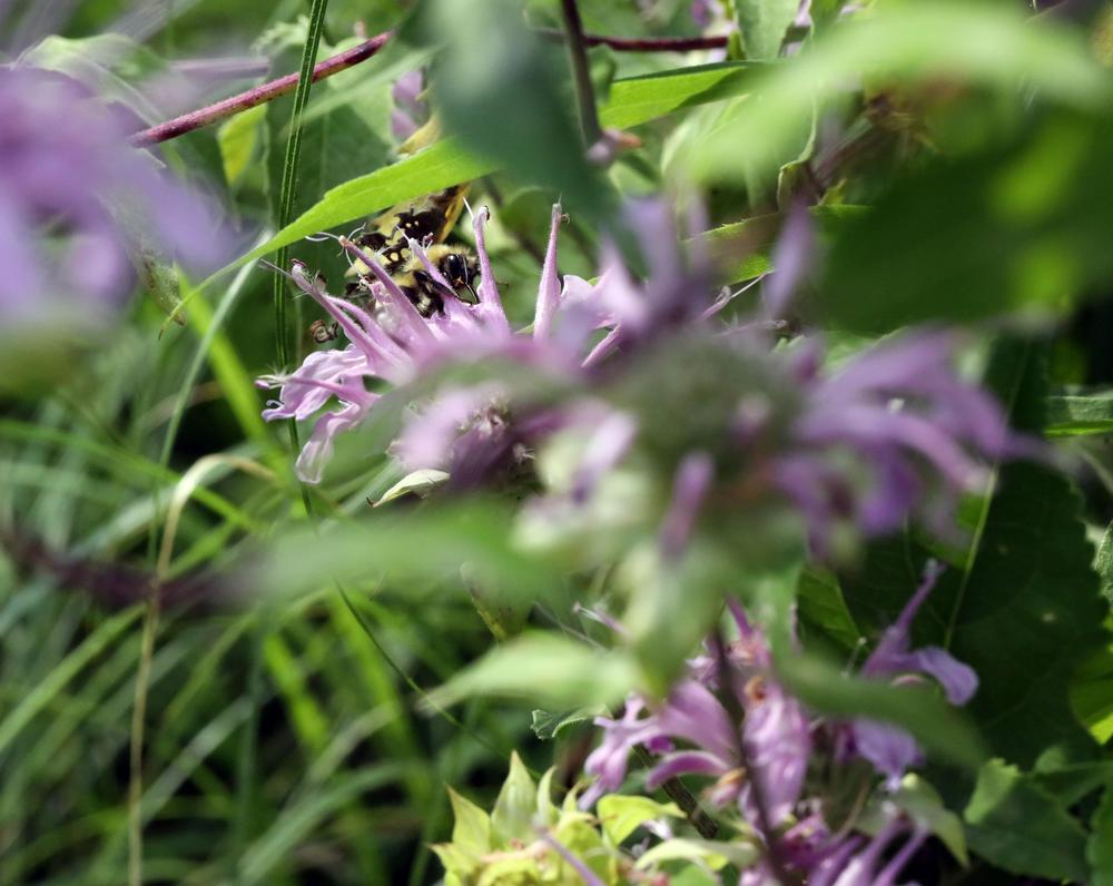 Photo of Wild Bergamot (Monarda fistulosa var. fistulosa) uploaded by delirow