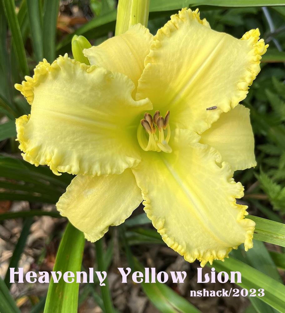 Photo of Daylily (Hemerocallis 'Heavenly Yellow Lion') uploaded by nancyindg