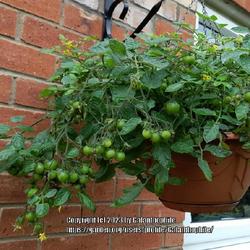 Location: Wallsend, Tyne and Wear, England UK 
Date: 2023-07-27
Solanum lycopersicum 'Tumbling Tom'
